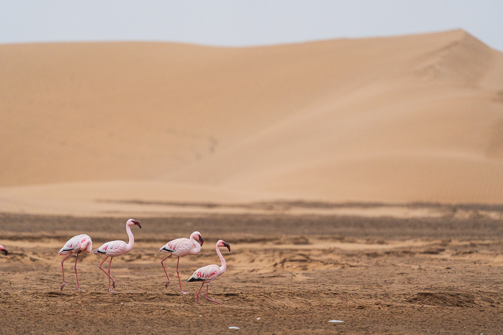 Viaje fotográfico a Namibia