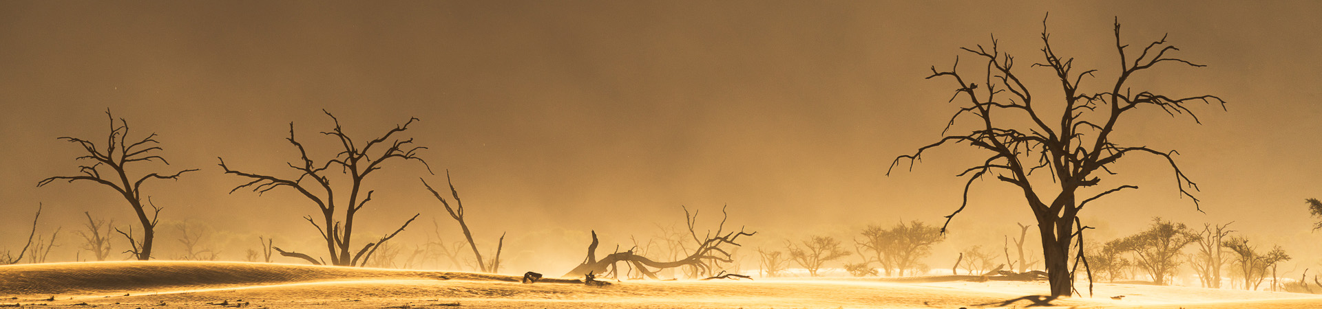 Viaje fotográfico a Namibia