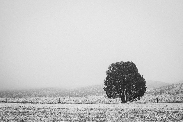 El árbol y yo