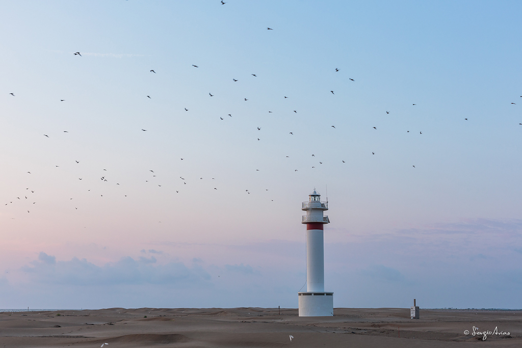 Bandada de aves junto al faro - Punta del Fangar