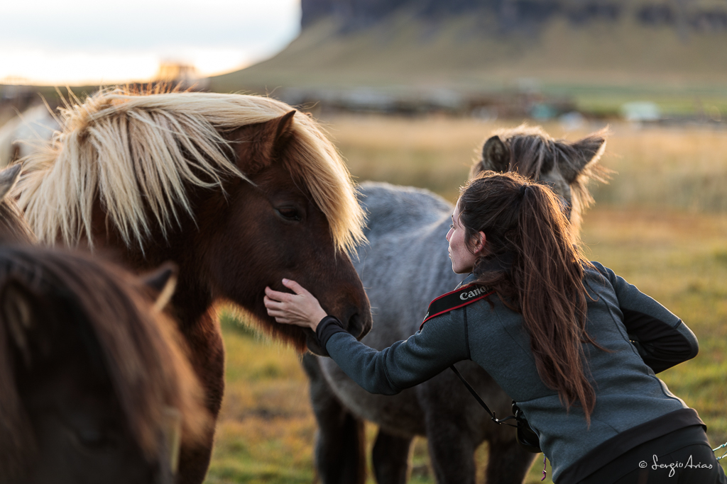 No te puedes ir de Islandia sin ver los caballos Islandeses