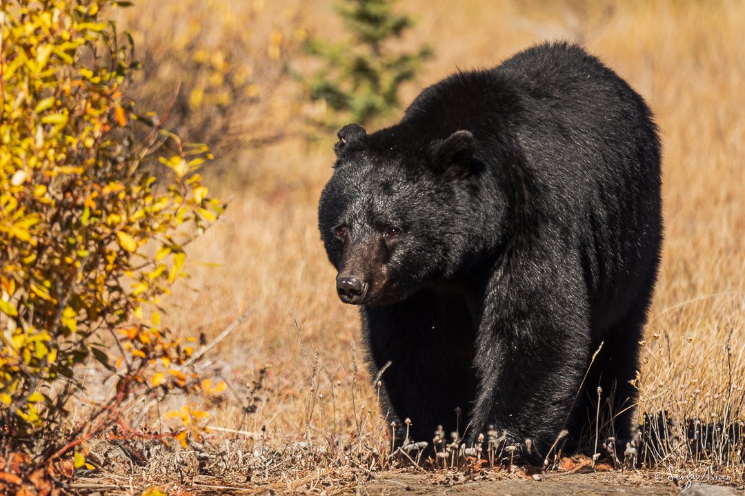 Lee más sobre el artículo Las fauna que puedes encontrar en las Montañas Rocosas