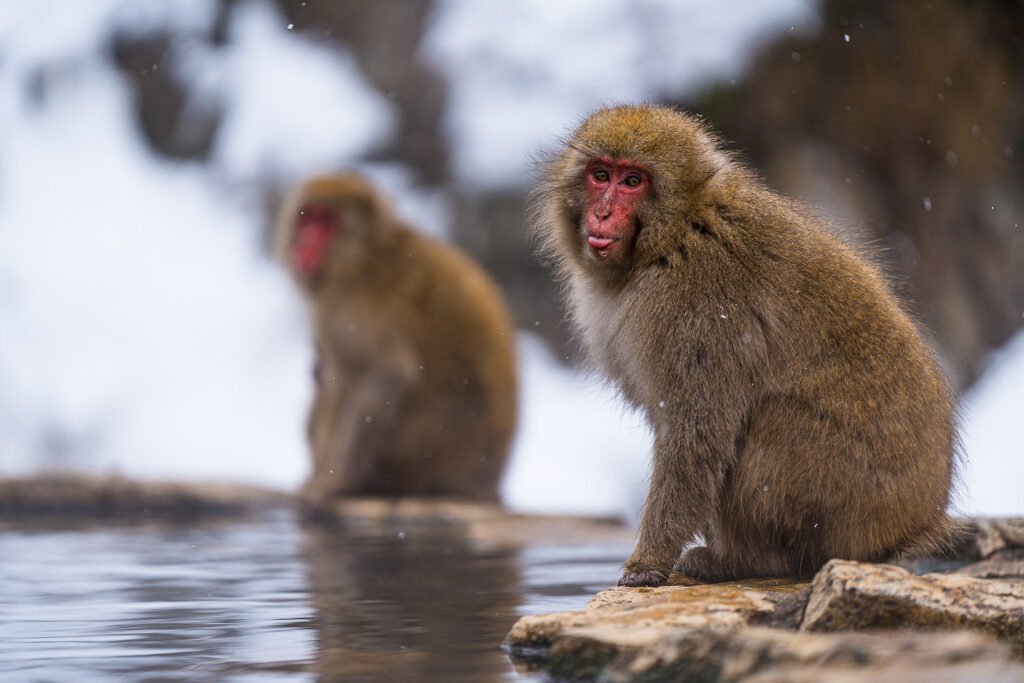 Viaje fotográfico a Japón - Macacos
