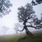 Viaje fotográfico a Madeira