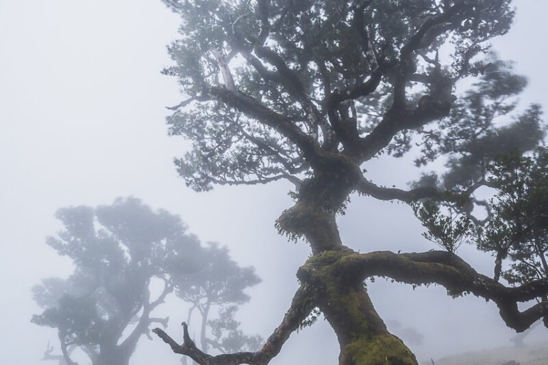 Bosque de Fanal (Madeira)